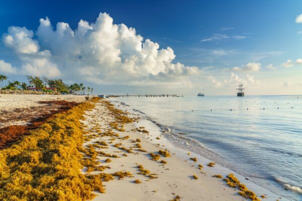 Record Amounts Of Seaweed Invading Top Destinations Including Cancun And Puerto Rico